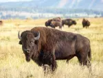 Buffalo Group company icon